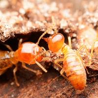 Termite Control Toowoomba image 5