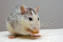 Pest Ban Rodent Control Sydney logo