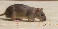 Pest Ban Rodent Control Sydney image 4