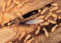 Termite Control Toowoomba image 4