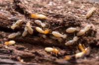 Licensed Termite Treatment Perth image 4