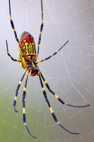 Spider Control Adelaide image 2