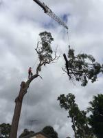 Tip Top Tree Services image 2