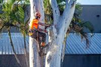 Aussie Tree Removal Darwin image 4