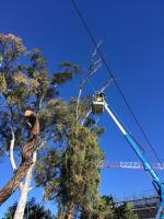 Tip Top Tree Services image 3
