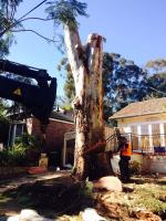 Tip Top Tree Services image 4