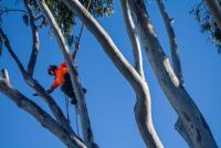 Aussie Tree Lopping Mackay image 4