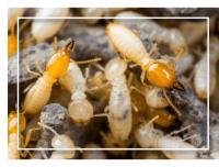 Best Termite Control Adelaide image 3