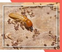 Best Termite Control Adelaide image 4