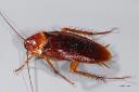 Best Cockroach Control Brisbane logo