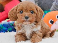 Toy Cavoodle Puppy image 1