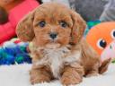 Toy Cavoodle Puppy logo