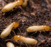 Termite Control Perth image 2