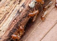 Termite Control Perth image 3