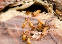 Termite Control Perth image 4