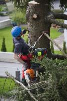 Cairns Tree Lopping Services image 2