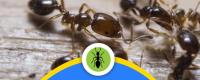 Pest Control Belconnen image 1