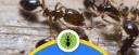 Pest Control Belconnen logo