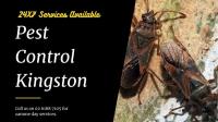 Pest Control Kingston image 2