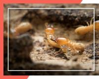 Termite Control Adelaide image 2