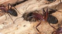 Termite Control Adelaide image 5