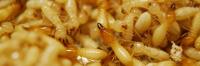 Termite Control Adelaide image 3