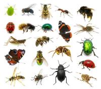 Pest Control Canberra image 3