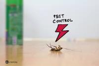 Pest Control Wynnum image 3