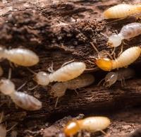 247 Termite Inspection Brisbane image 2