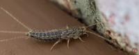 Silverfish Control Adelaide image 1