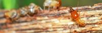 Termite Control Adelaide image 1