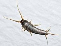Silverfish Control Adelaide image 2