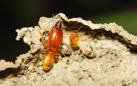 Termite Control Adelaide image 4