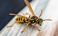 Wasp Removal Adelaide image 5
