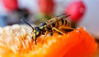 Bee Wasp Removal Hobart image 1