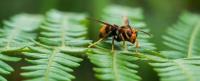 Bee Wasp Removal Hobart image 4