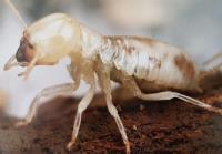 Termite Inspection Hobart image 2