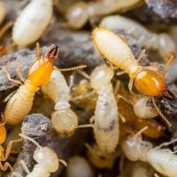 Termite Inspection Hobart image 1