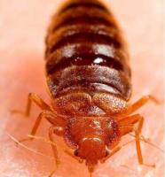 Bed Bugs Control Canberra image 1