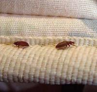 Bed Bugs Control Adelaide image 1