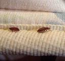 Bed Bugs Control Adelaide logo