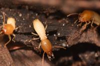247 Termite Inspection Canberra image 1