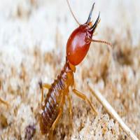 247 Termite Inspection Perth image 2