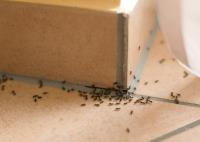 Smart Pest Control image 6