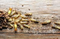 Pro Termites image 8