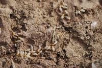 Pro Termites image 9