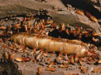 Pro Termites image 10