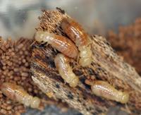 Pro Termites image 2