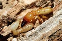 Pro Termites image 5