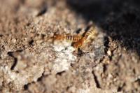 Pro Termites image 6
